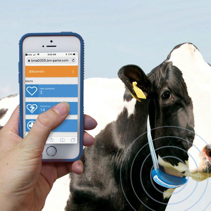 Kuh mit Sensorhalsband und Smartphone-App