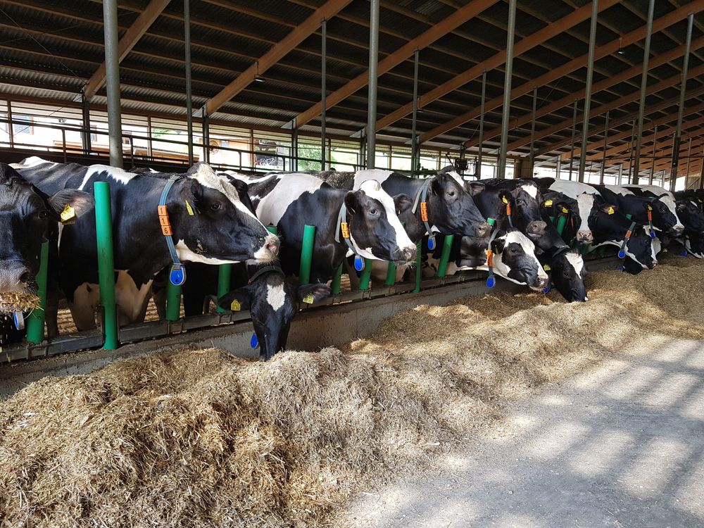 Fressgitter Flex Feed am Futtertisch
